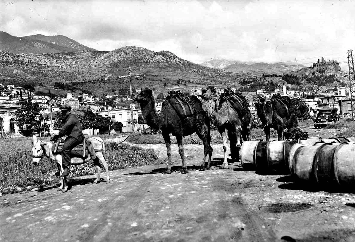 1920: Τι δουλειά είχαν οι καμήλες στην Άμφισσα; – Και όμως επρόκειτο για μια συνηθισμένη εικόνα!